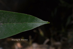 Annona reticulata